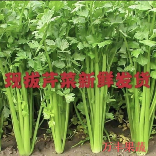 惠民县山东优质芹菜  法国皇后，玻璃脆，西芹，万亩基地直供！
