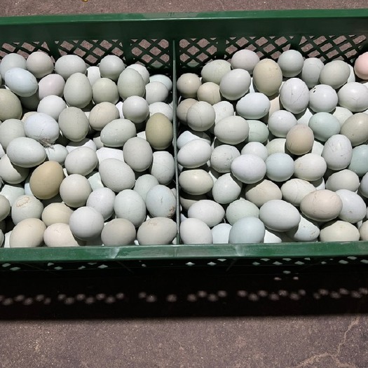 临沂绿壳乌鸡蛋