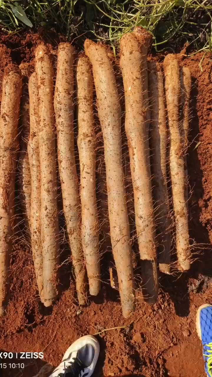 《精选》精品山药，淮山，黑鬼白鬼大量有货，