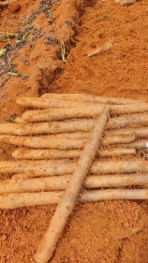 《精选》精品山药，淮山，黑鬼白鬼大量有货，