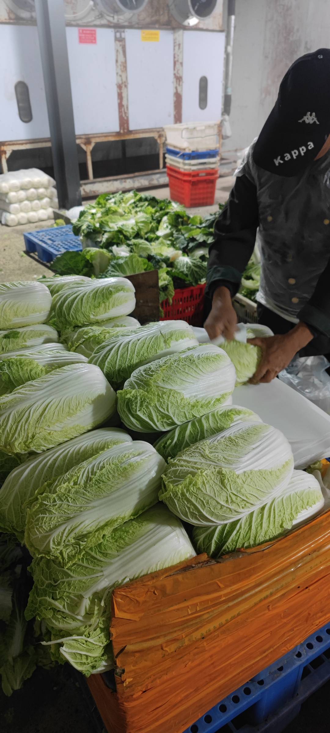 黄心大白菜  高品质/好选择/诚信为本/质量求生存