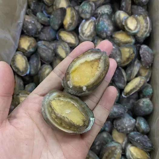 鲍鱼