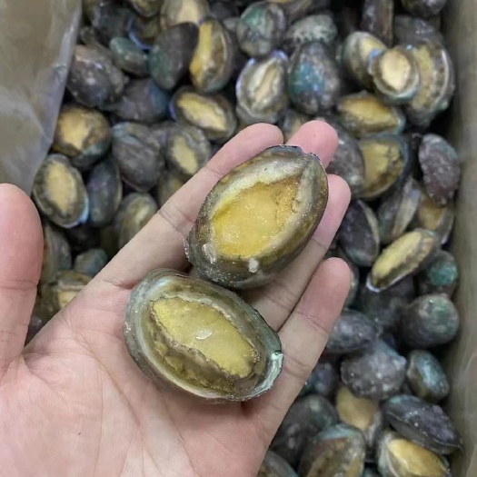 东山县鲍鱼