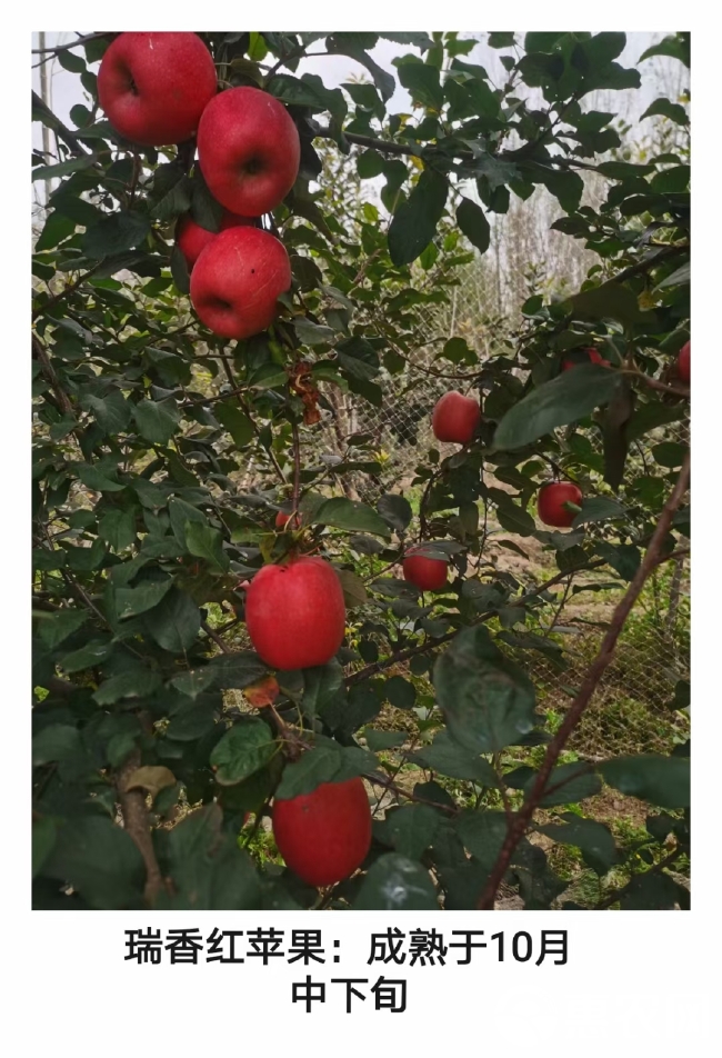 培育维纳斯黄金 众成三号苹果苗 水蜜桃苹果苗 鲁丽苹果苗