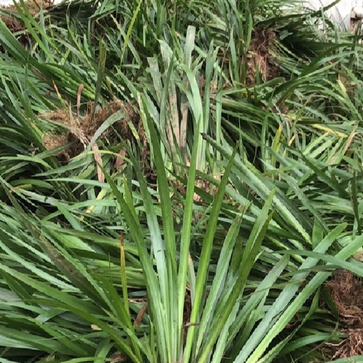 宜春石菖蒲苗