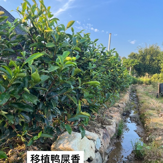 潮州广东凤凰单丛茶苗大量批发单丛茶苗：鸭屎香蜜兰香锯朵仔八仙…单