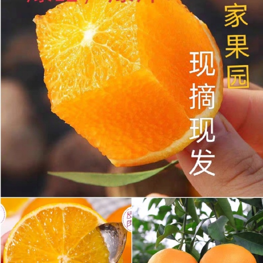 仁寿县爱媛橙38号