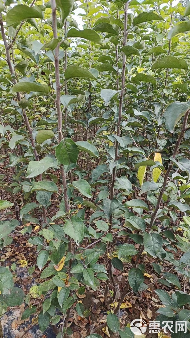 培育维纳斯黄金 众成三号苹果苗 水蜜桃苹果苗 鲁丽苹果苗