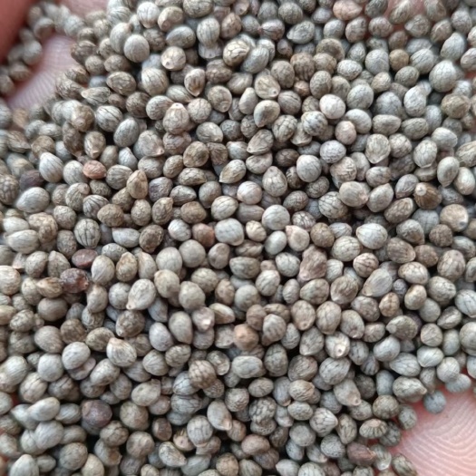 抚松县人工脱粒  质量好
