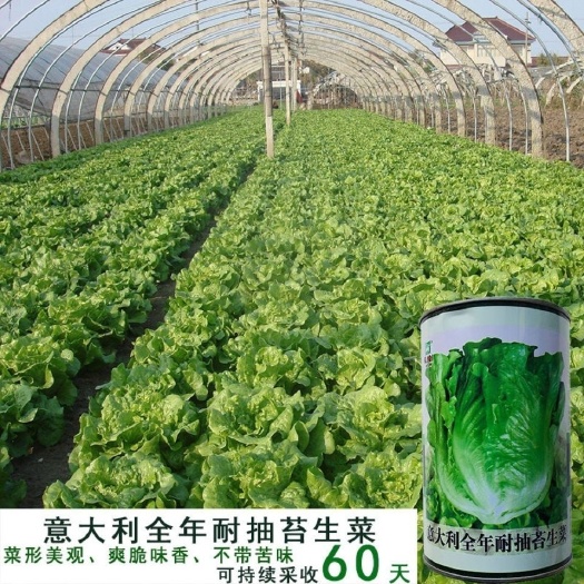 沭阳县生菜种子意大利全年耐抽苔生菜种子耐热耐寒耐抽苔爽脆味半包心