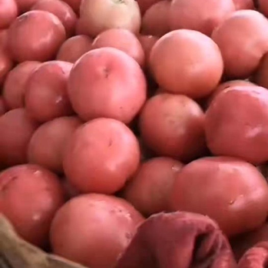 中牟县精品西红柿，支持全国大小市场，电商，商超，代发，代存