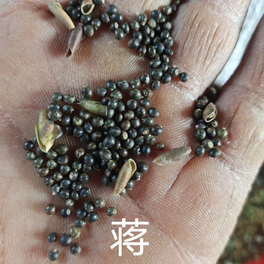 恭城县小叶千斤拔种子一手货源