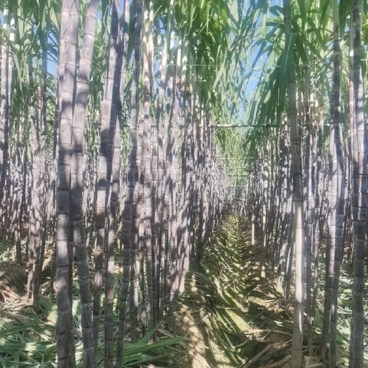 翁源县黑皮甘蔗