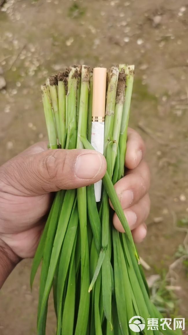 商品韭菜，食品韭菜