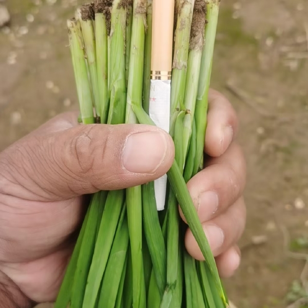 商品韭菜，食品韭菜