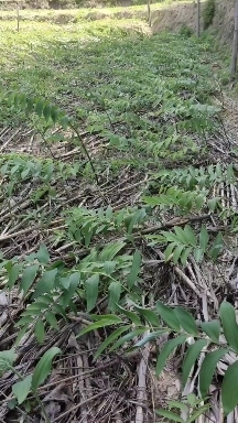 岳西县黄精