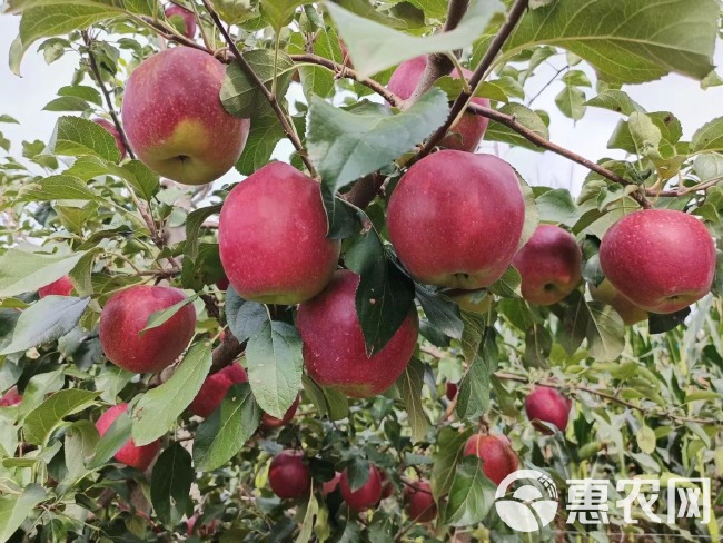 培育维纳斯黄金 众成三号苹果苗 水蜜桃苹果苗 鲁丽苹果苗