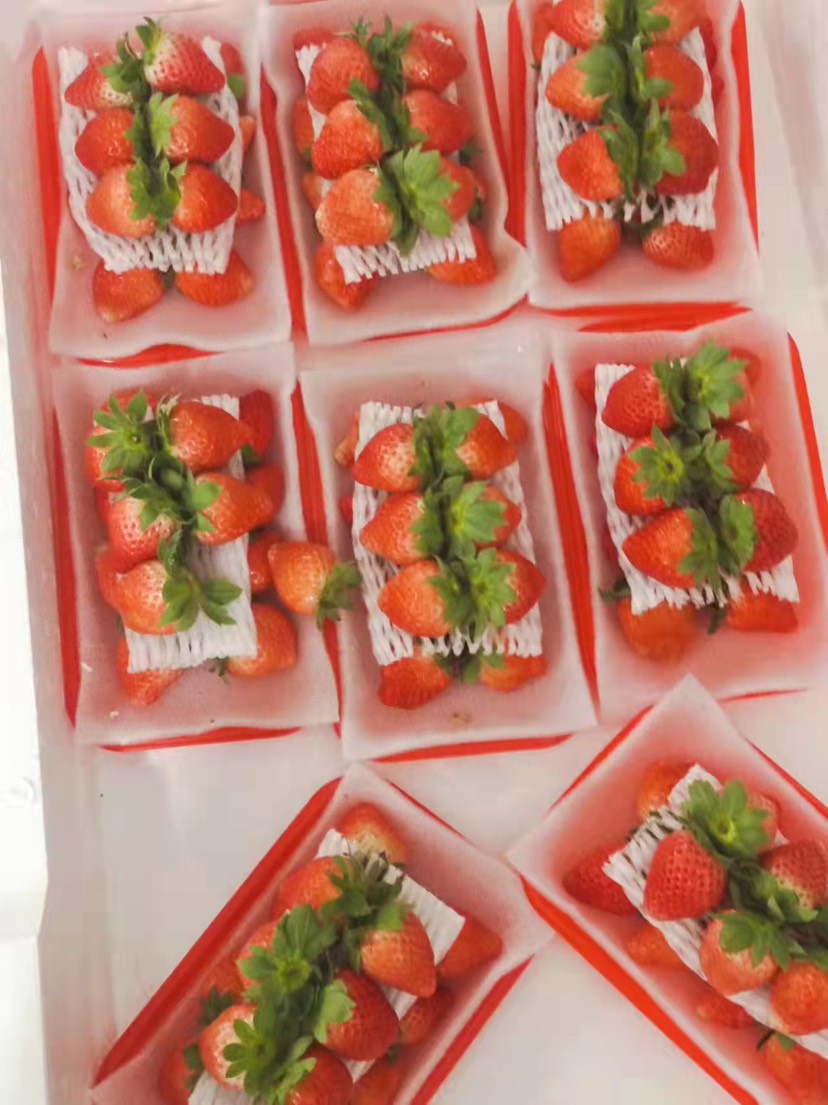 万亩奶油草莓全国发货