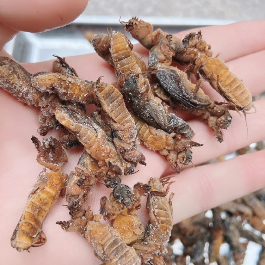 现发)蝼蛄,土狗仔,广州发全国,生冻熟冻都有,货量充足