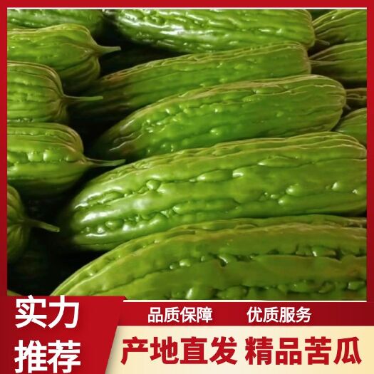 徐闻县湛江徐闻新苗苦瓜 稳定一手货源 长期供货 按需分拣