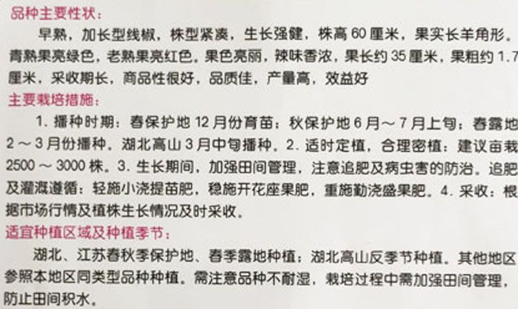 香辣型超长线椒早熟杂交品种长线一号辣椒果实顺直绿色发亮空腔小