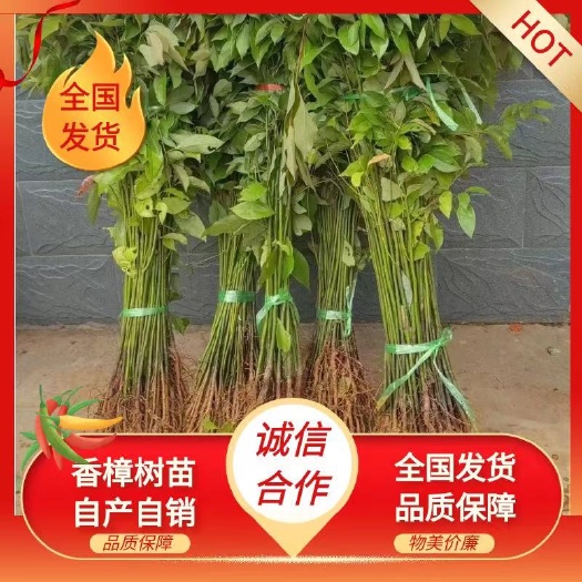 阳朔县小叶香樟树苗批发