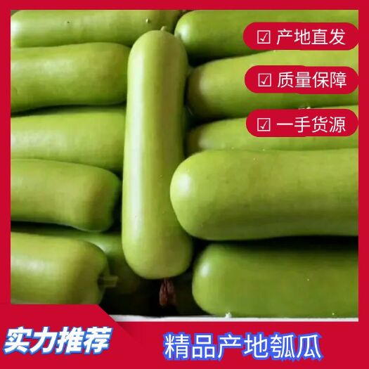 徐闻县湛江徐闻新苗瓠瓜  白瓜 蒲瓜 稳定货源 按需分拣 产地直发