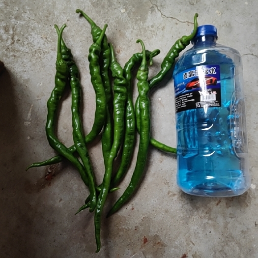 大荔县辣椒
