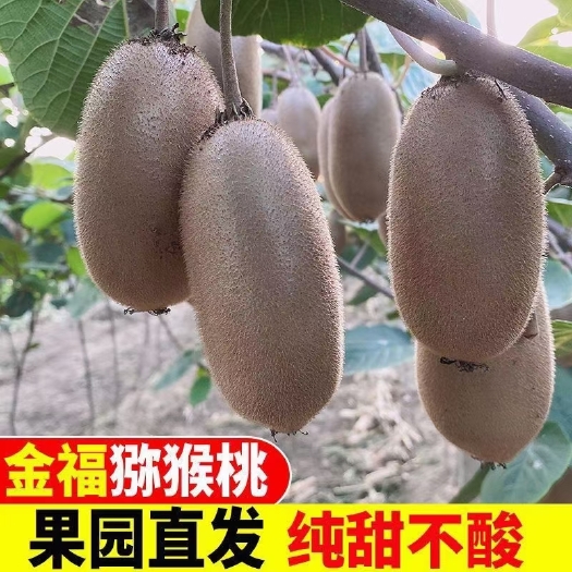眉县金福，晚熟猕猴桃，纯甜​最主要耐放，能放到年底