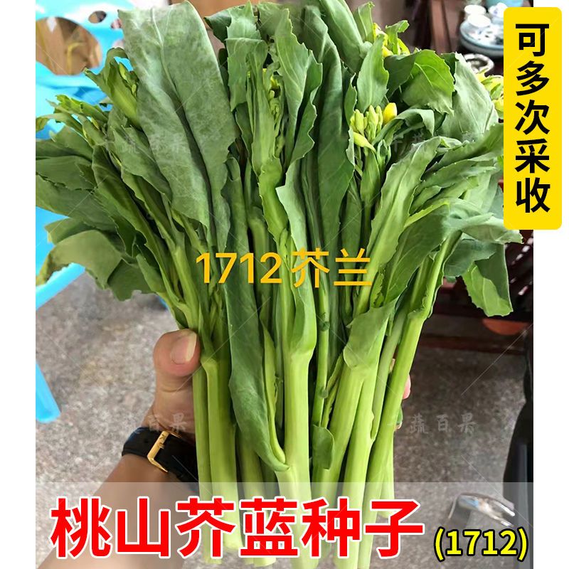 桃山芥蘭菜種籽芥藍(lán)菜籽廣東介蘭菜種可多次采收青菜蔬菜種孑種子