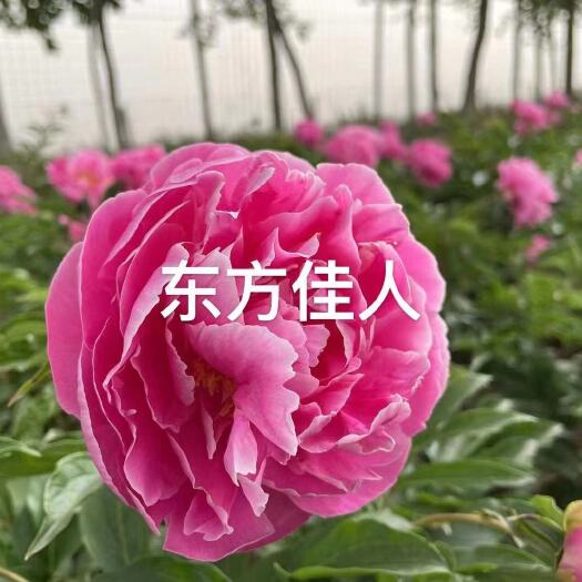 菏泽各种牡丹