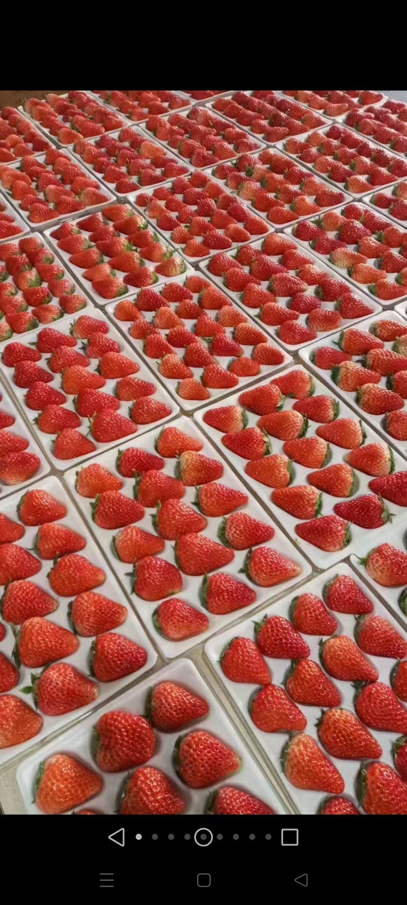 万亩奶油草莓全国发货