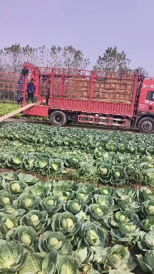 東臺(tái)甘藍(lán)圓包菜綠寶石奧奇娜產(chǎn)地直供一手貨源全國發(fā)貨