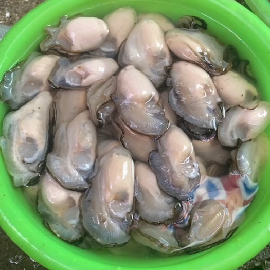 饶平县生蚝肉