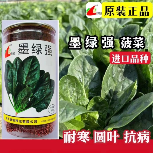 绿领墨绿强菠菜种子大叶圆叶菠菜籽春秋四季耐热耐寒丰产菠菜种子