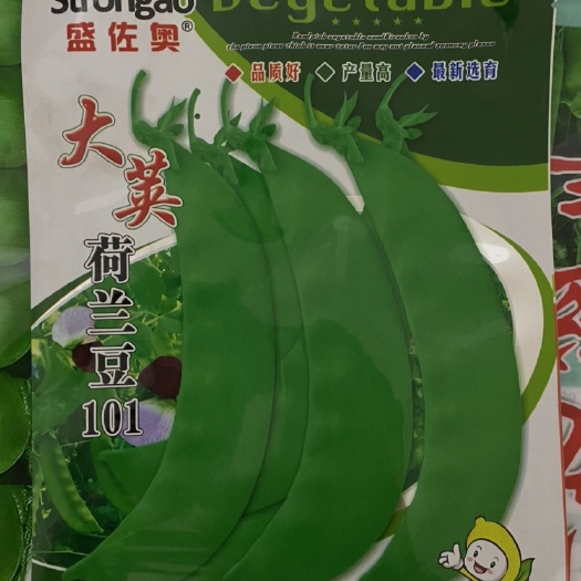 紫花大荚荷兰豆