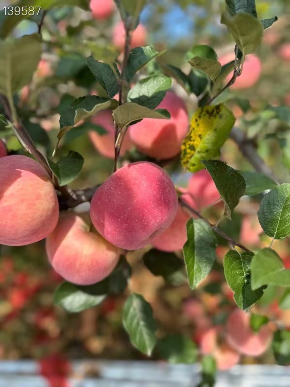 【脆甜多汁！】【山東煙臺棲霞紅富士蘋果】 精品紅富士蘋果