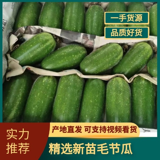 湛江徐闻 新苗毛节瓜 短毛瓜 稳定一手货源 按需分拣