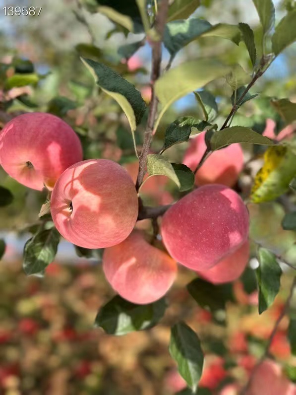 【脆甜多汁！】【山東煙臺棲霞紅富士蘋果】 精品紅富士蘋果