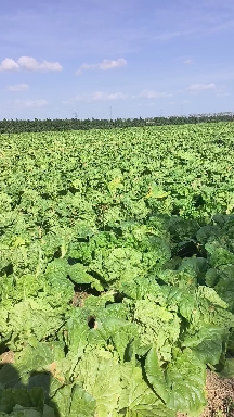 东台夏阳夏辉秋宝黄心大白菜产地直发一手货源基地直供全国发货