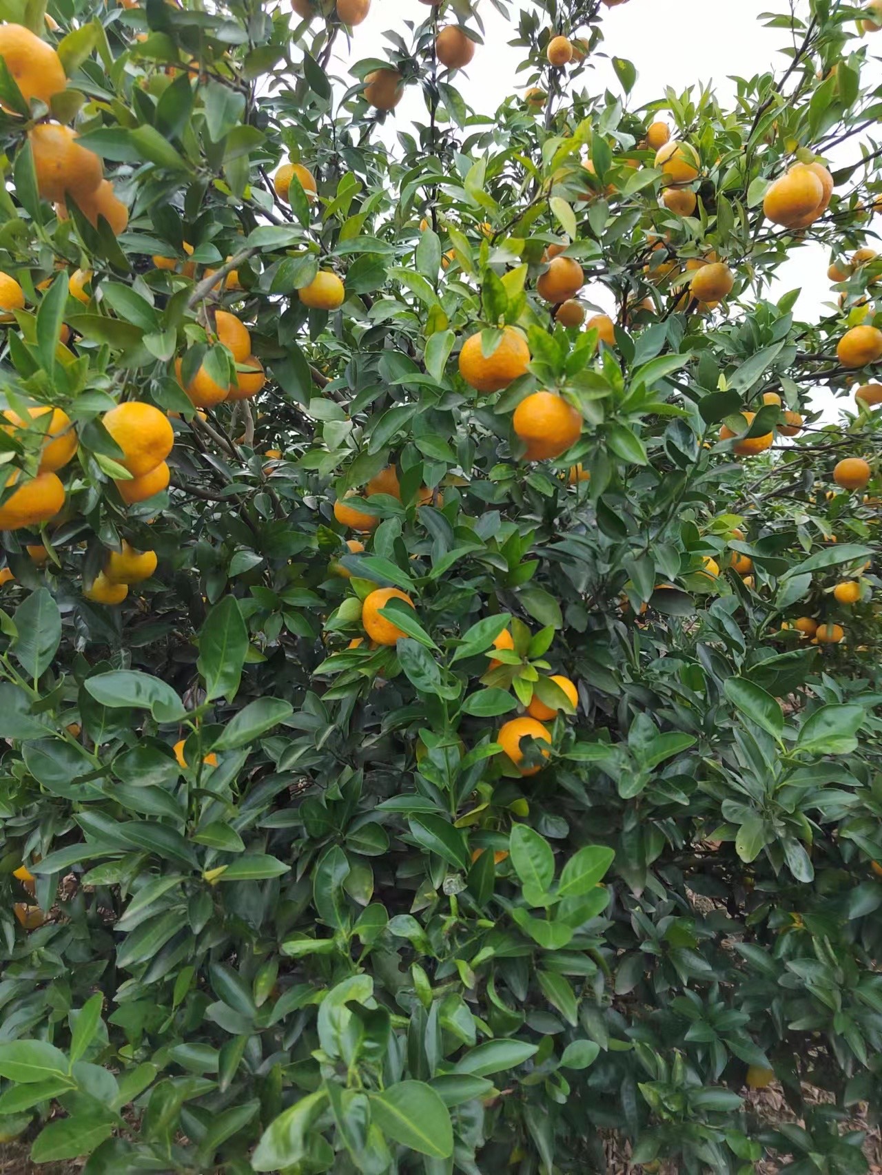 【新余蜜桔】蜜橘，成熟，皮薄，甜美，货很足，可每天供货