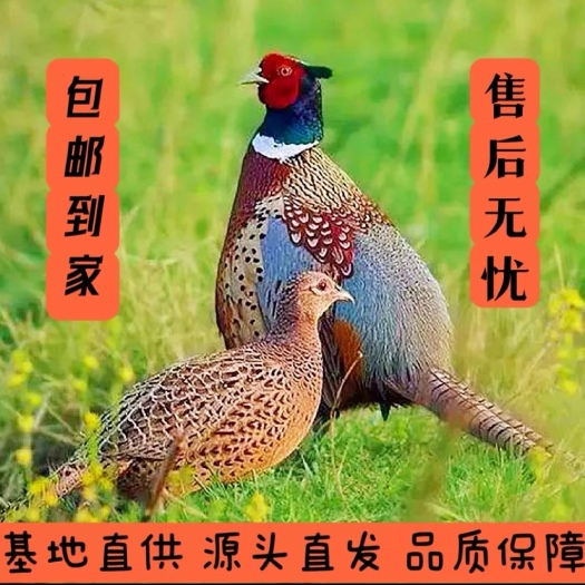 商河县七彩山鸡活鸡包邮，可观赏，可繁殖，量大优惠。价格包你满意。