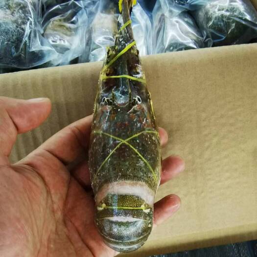 泉州各规格各类冻品小青龙长期有货