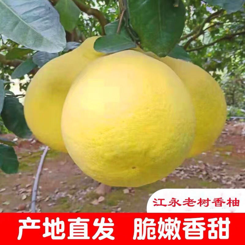 湖南永州江永香柚粗石江沙田柚一件代发30斤