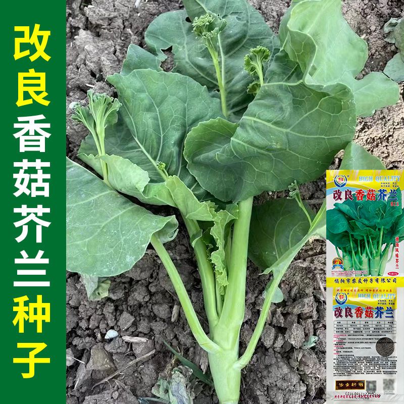 改良香菇芥兰菜种籽广东潮汕特色芥蓝菜籽介兰菜种子农家蔬菜种孑