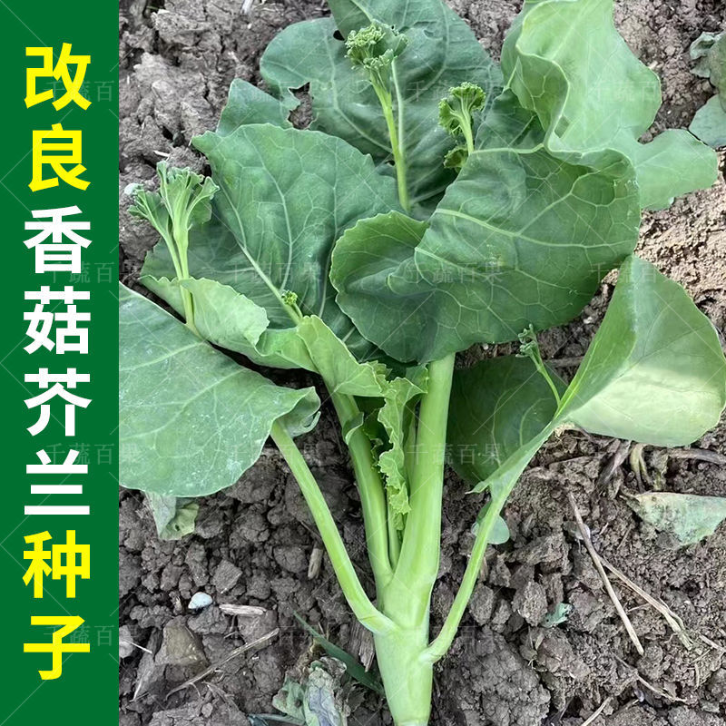 改良香菇芥兰菜种籽广东潮汕特色芥蓝菜籽介兰菜种子农家蔬菜种孑