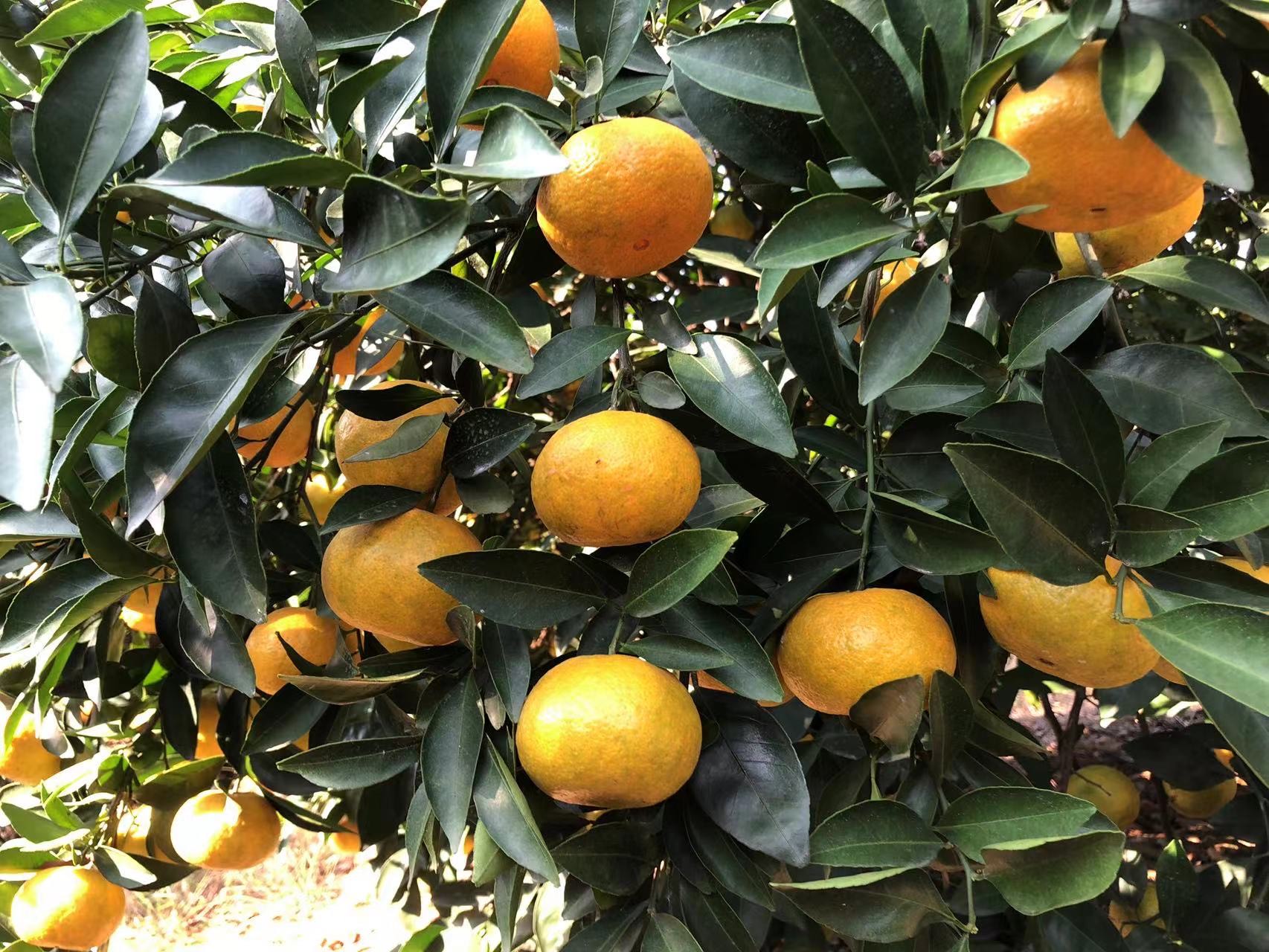 【新余蜜桔】蜜橘，成熟，皮薄，甜美，货很足，可每天供货
