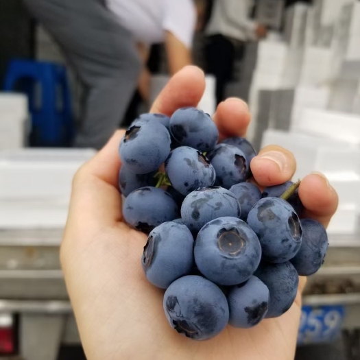靖宇县靖宇蓝莓苗瑞卡蓝莓苗瑞卡蓝莓耐运输品种