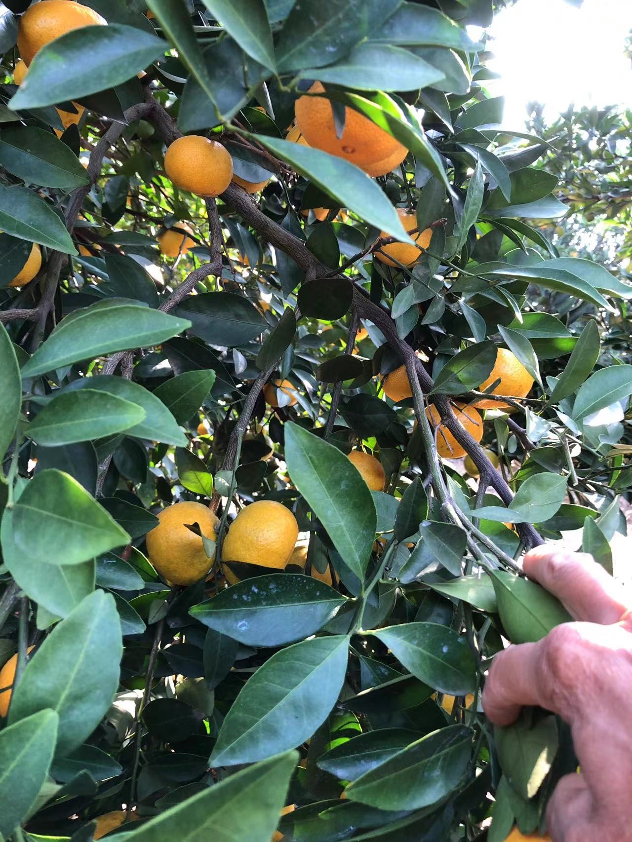 【新余蜜桔】蜜橘，成熟，皮薄，甜美，货很足，可每天供货