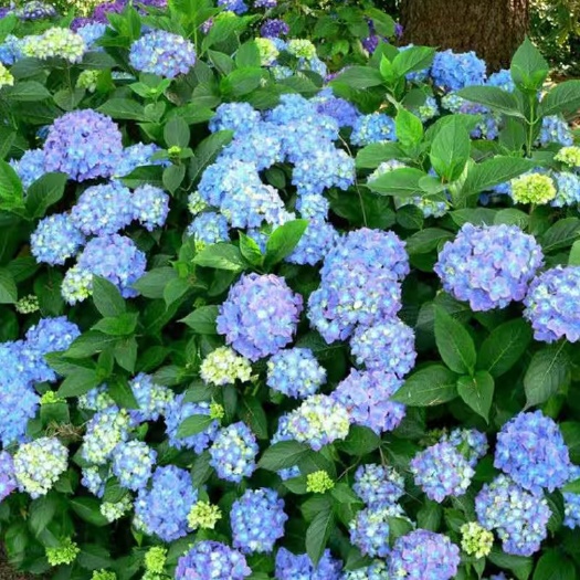 绣球花种子多年生庭院种植盆栽耐热耐寒景区绿化美丽乡村建设